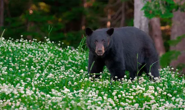 black bear whistler