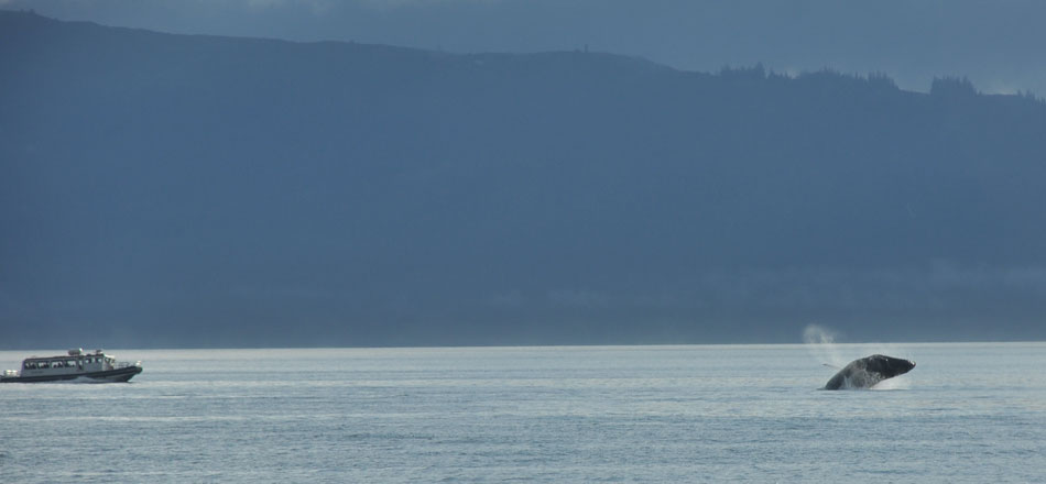 whale watching Juneau