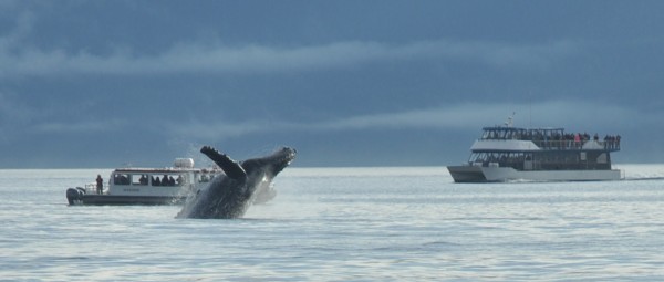 whale watching in juneau alaska