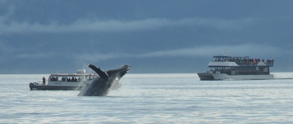 whale-watching-juneau-4 whale watching in juneau alaska