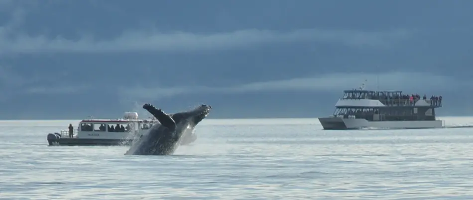 whale-watching-juneau-4 whale watching in juneau alaska