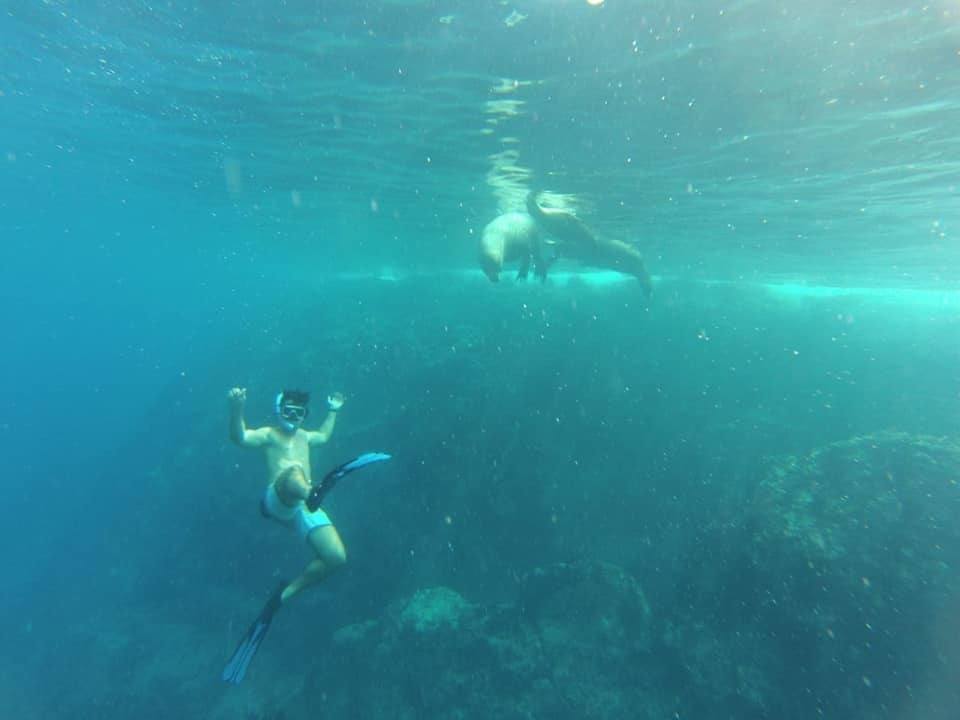 sea lions la paz mexico