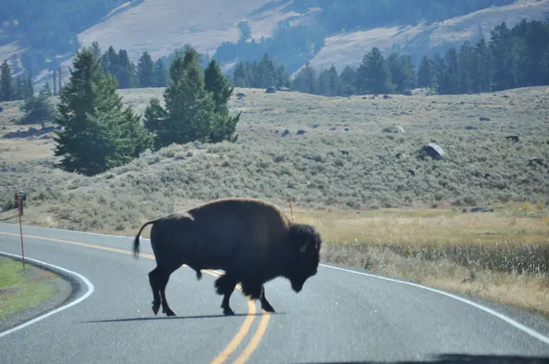 bisons north entrance yellowstone