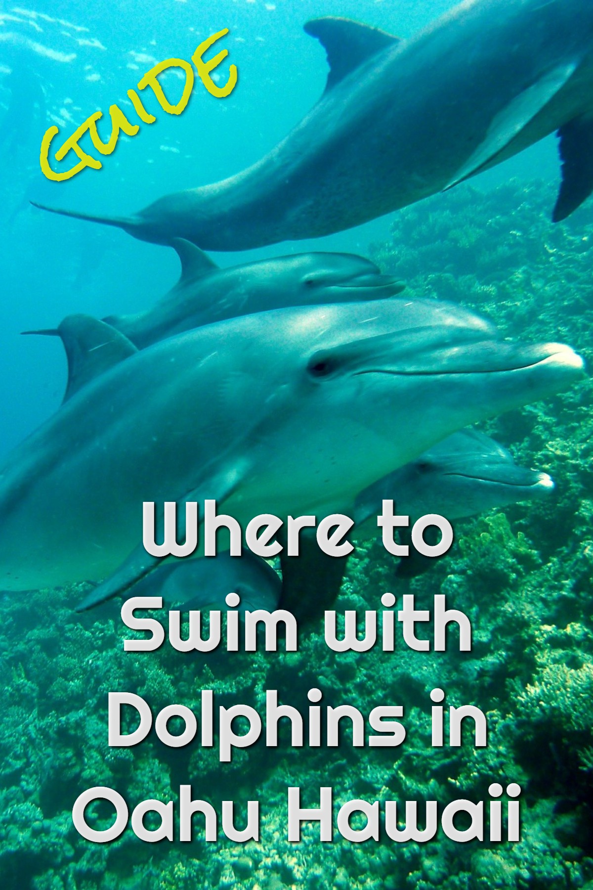 swim with dolphins oahu