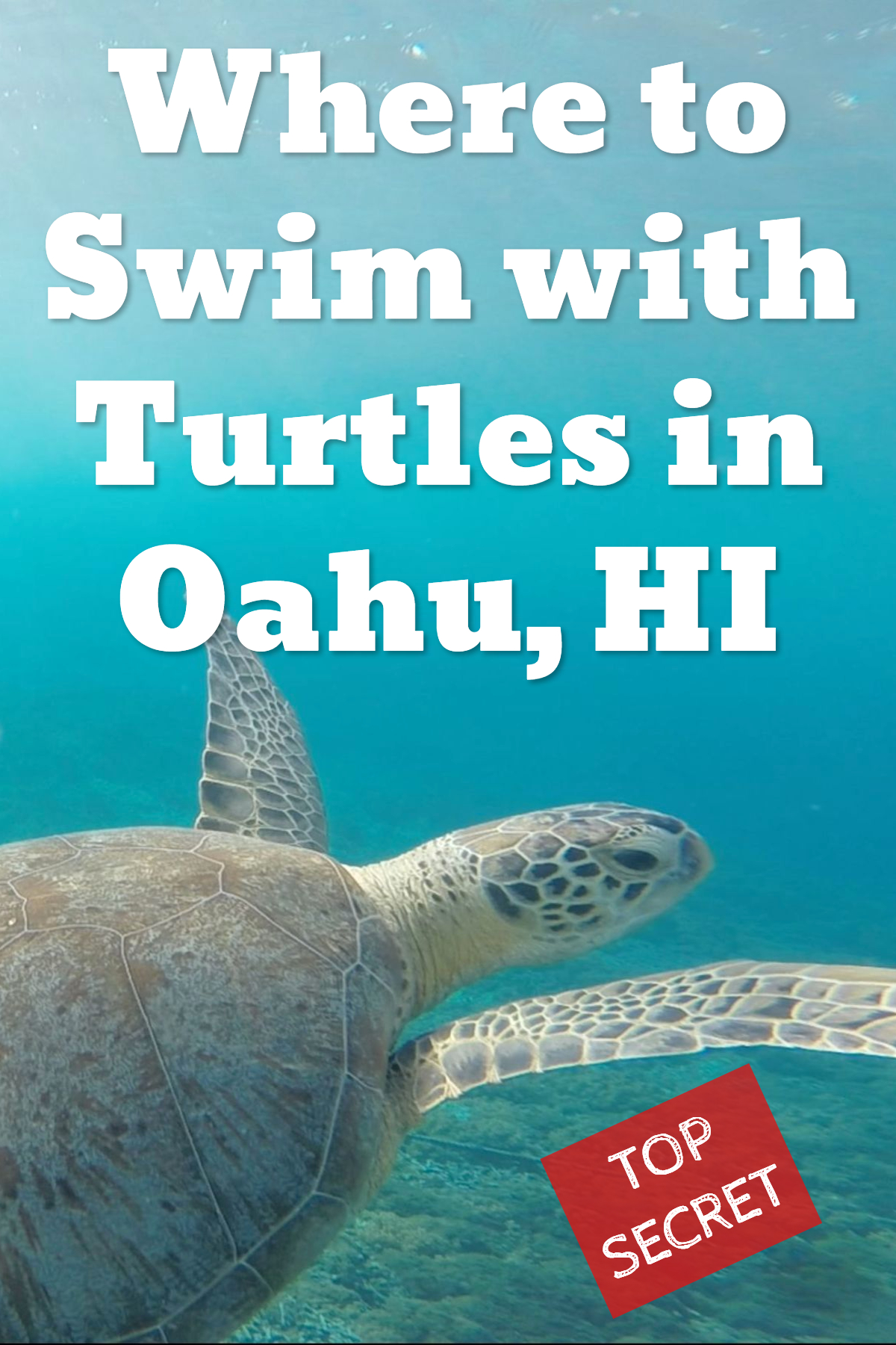 swim turtles oahu hawaii