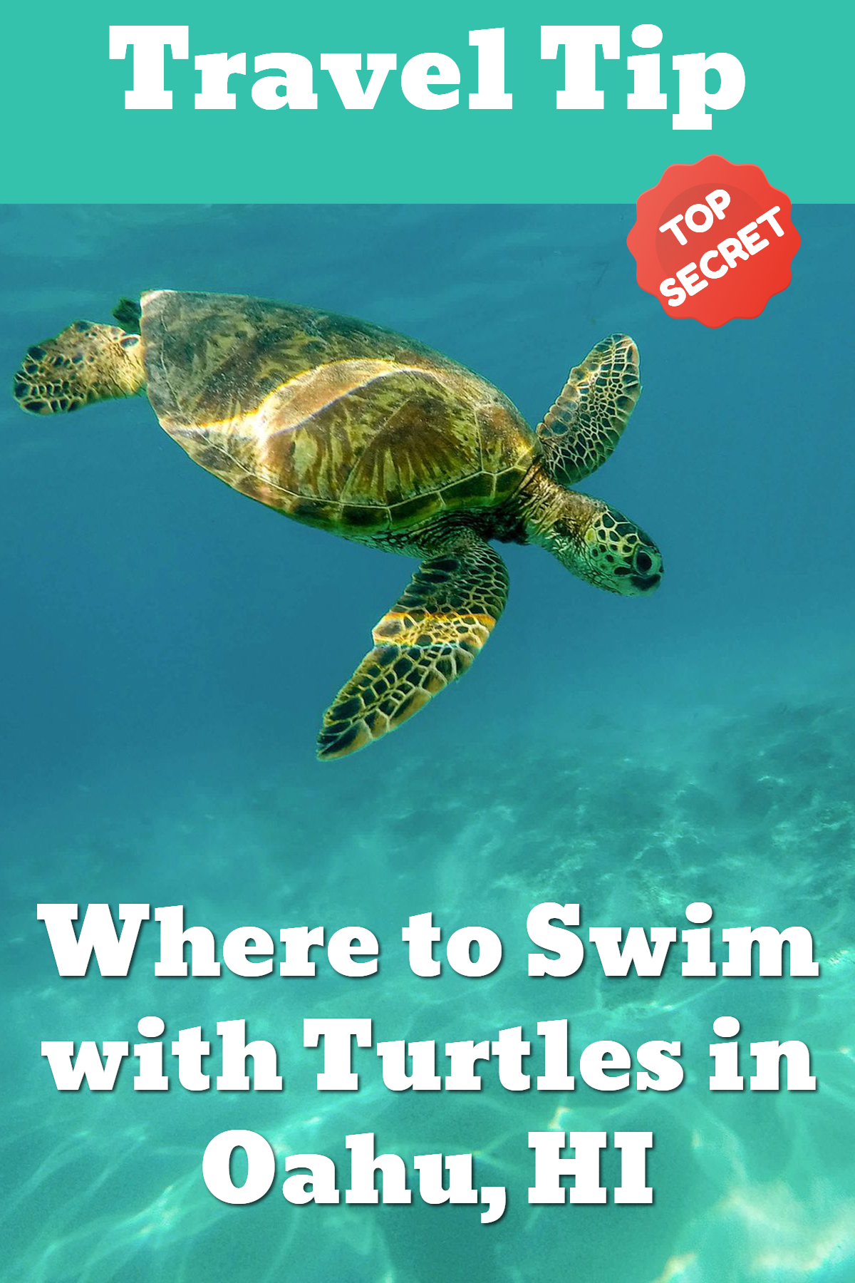 swim with turtles oahu