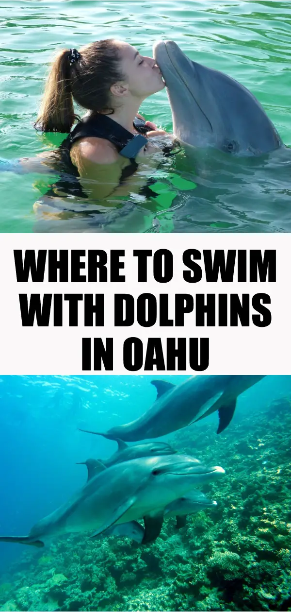swim with dolphins oahu