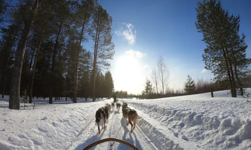 dog sledding inari