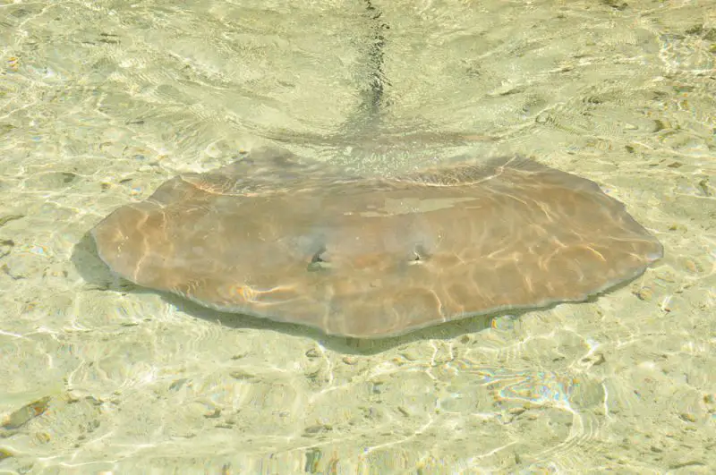 moorea snorkeling