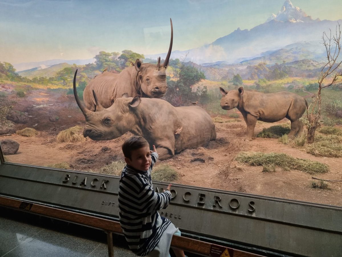 american history museum nyc