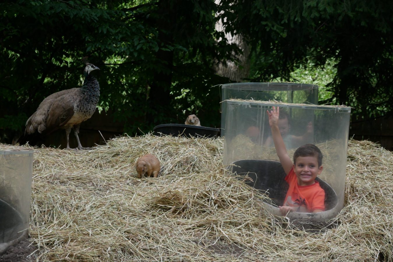 bronx zoo kids summer
